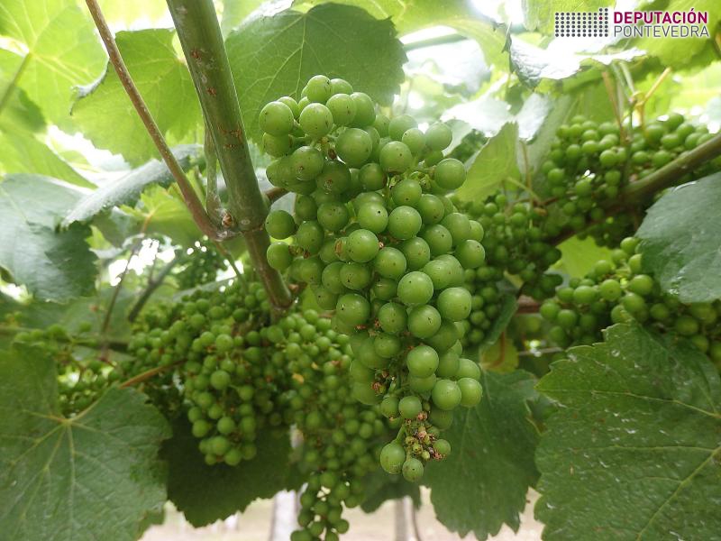 Vid - Grapevine - Vide >> 27xuÃ±18_TamaÃ±o da uva en viÃ±a Salnes.jpg